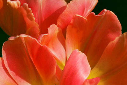 Bud ring,  18k Gold-plated
