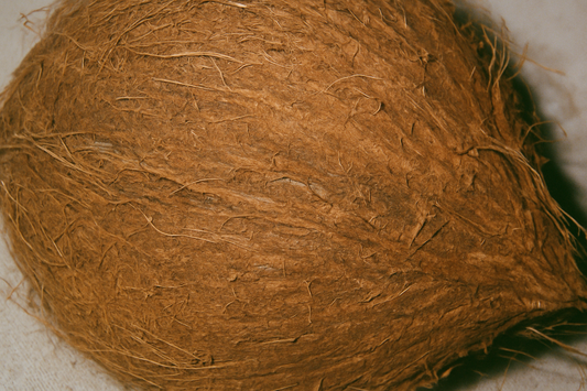 Husk earring, 18k Gold-plated