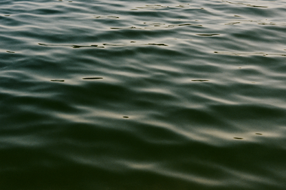 Sprig ring, 18k Gold-plated with Blue stone