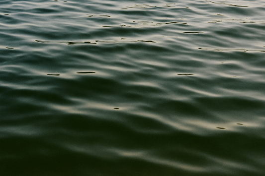 Sprig ring, 18k Gold-plated with Blue stone