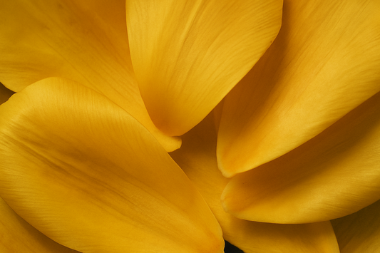 Puff earring, 18k Gold-plated